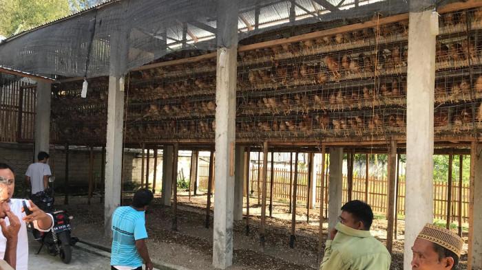 KANDANG AYAM -- Warga Tenilo Kota Barat mengeluhkan bau kandang ayam. Lurah Tenilo, Kecamatan Kota Barat, Kota Gorontalo, Gamarudin Daud, memberikan penjelasan terkait polemik keberadaan kandang ayam petelur di kawasan permukiman. (Sumber foto: TribunGorontalo.com/Jefri Potabuga)