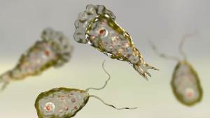 AMOEBA-Wabah-mematikan-melanda-Kerala-India.jpg
