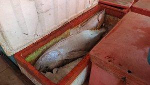 Ikan-Tuna-di-Tempat-Pelelangan-Ikan-TPI-Gorontalo.jpg