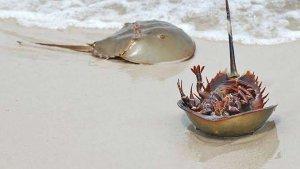 KEPITING-LANGKA-Kepiting-Tapal-Kuda-ditemukan-di-Gorontalo-Utara.jpg