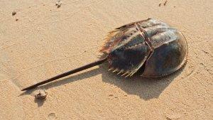 KEPITING-TAPAL-KUDA-Kemunculan-Kepiting-Tapal-Kuda.jpg