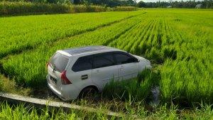 Mobil-terjun-bebas-ke-sawah-di-Tilamuta-Kabupaten-Boalemo-Gorontalo.jpg