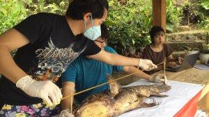 Peneliti-tengah-mengukur-panjang-ikan-Coelacanth-yang-ditemukan-di-Gorontalo-Utara.jpg