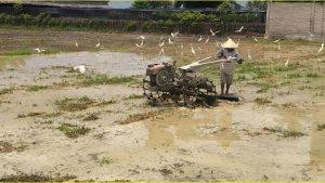 Petani-Pohuwato-mulai-menanam-padi.jpg