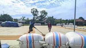 Potret-petani-di-tempat-Penggilingan-Padi-di-Kecamatan-Telaga.jpg