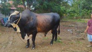 Sapi-Simental-yang-memiliki-berat-991-kg.jpg