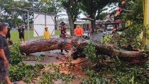 Sebuah-pohon-berukuran-besar-tiba-tiba-tumbang-di-kawasan-lapangan-Buladu.jpg