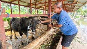 Seorang-pedagang-sapi-di-Kota-Gorontalo.jpg