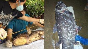 Tim-peneliti-dari-Unsrat-manado-mendatangi-lokasi-Coelacanth.jpg