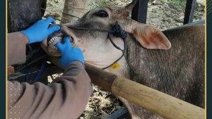 sapi-PMK.jpg