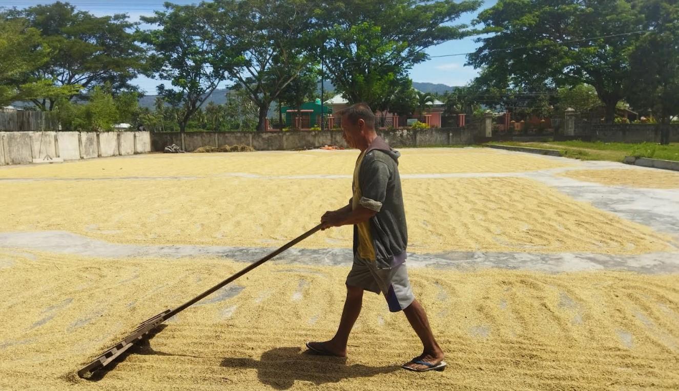 2024-09-10_Roni-Rahim-sedang-menjemur-hasil-panen-gilingan-padi.jpg