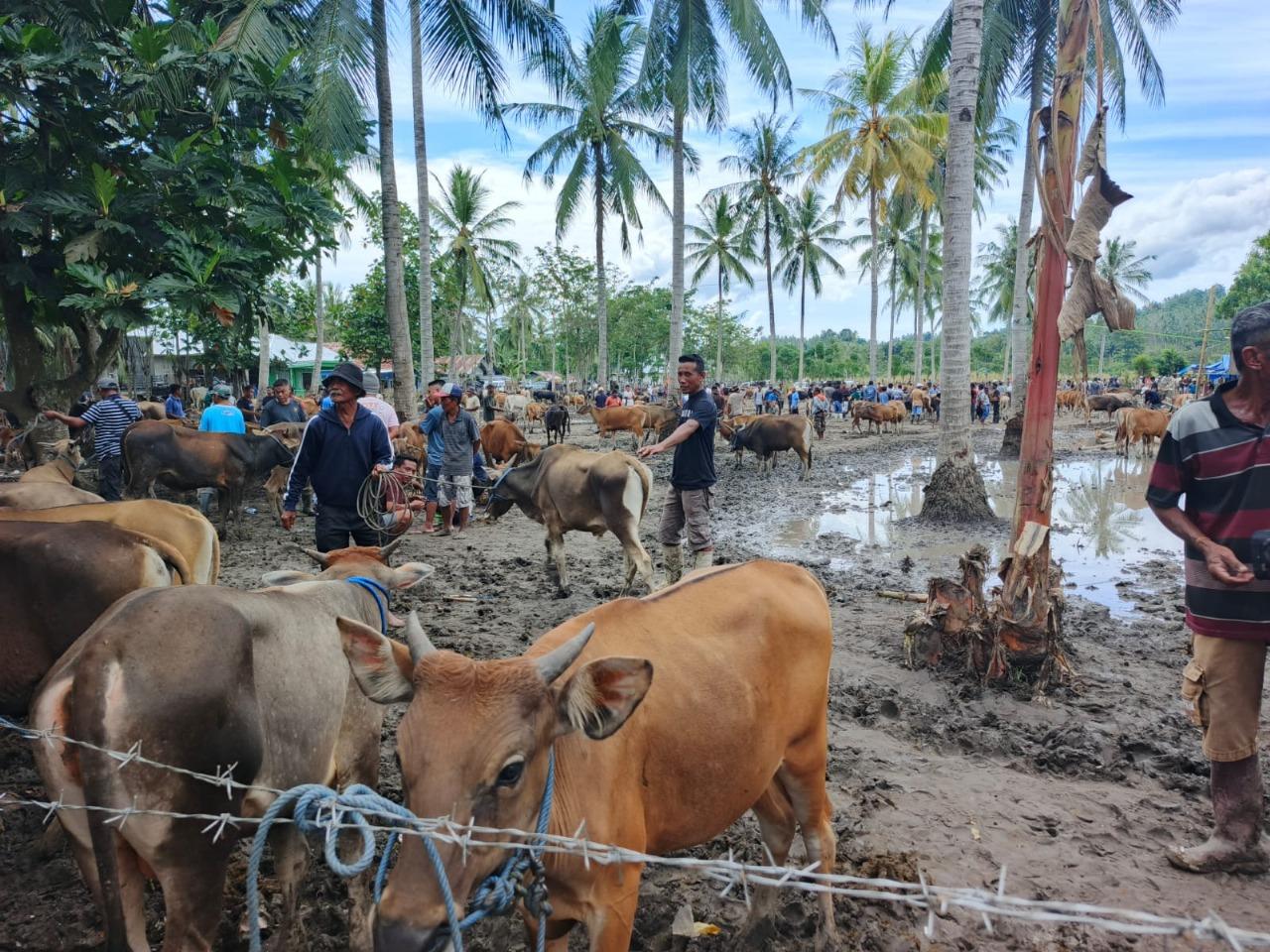 Gorontalo Utara Rayakan Idul Adha dengan 641 Sapi Kurban Siap Disembelih, Termasuk Bantuan Presiden