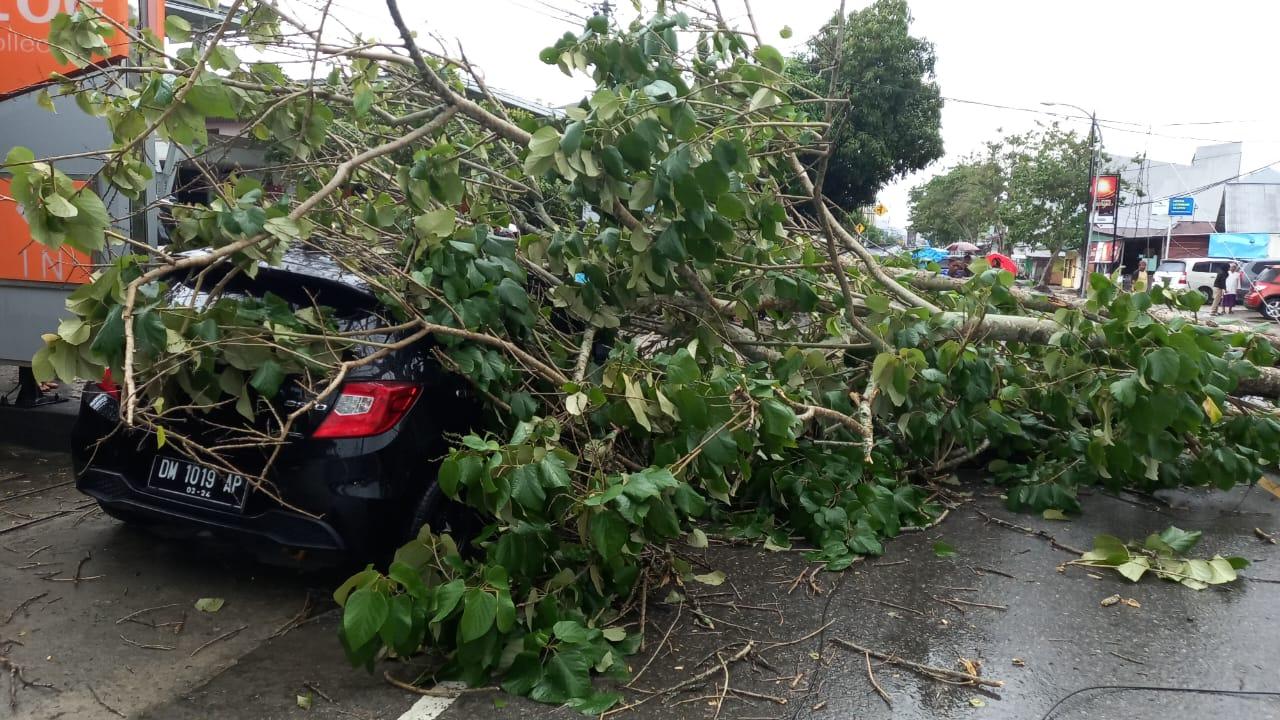 742023_pohon-tumbang_agusalim.jpg