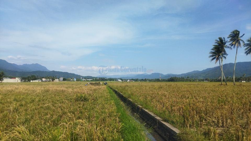 Hamparan-sawah-di-Bone-Bolango-yang-siap-panen-Rabu-1192024.jpg