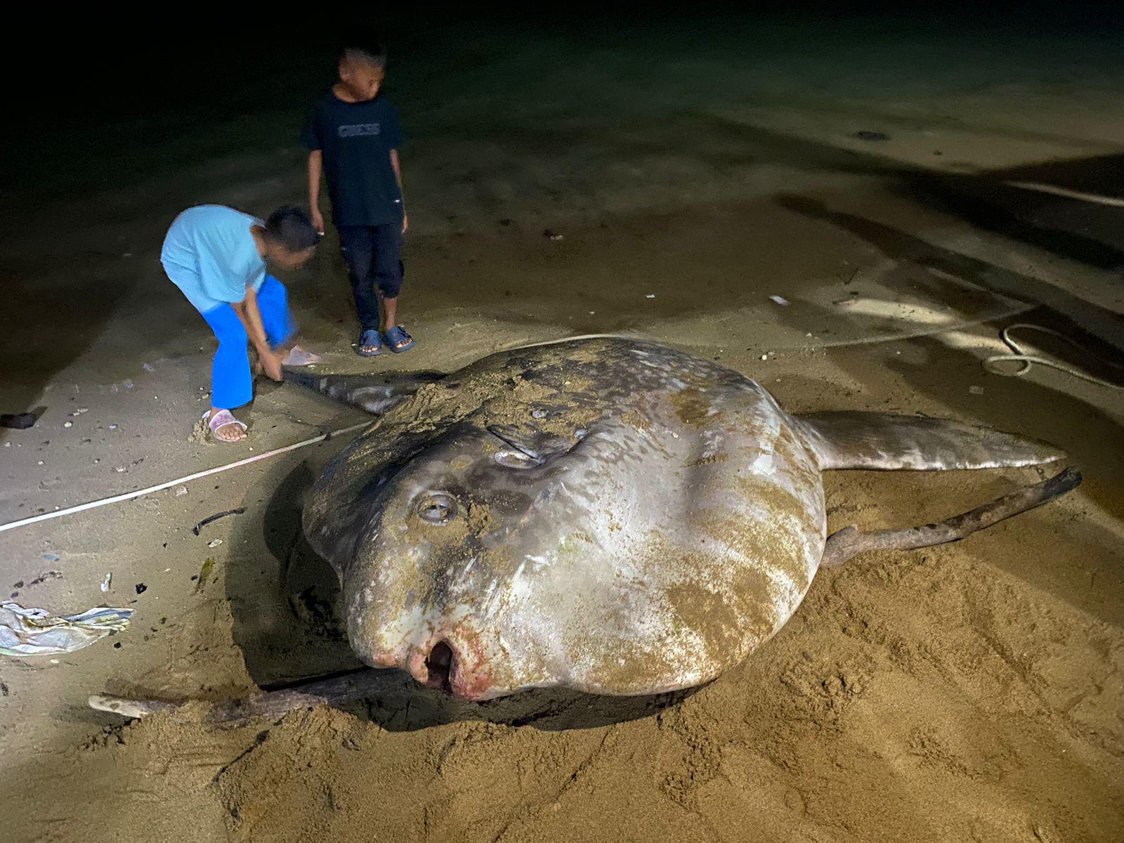 Ikan-Mola-terdampar-di-Pesisir-Kota-Gorontalo-Senin.jpg