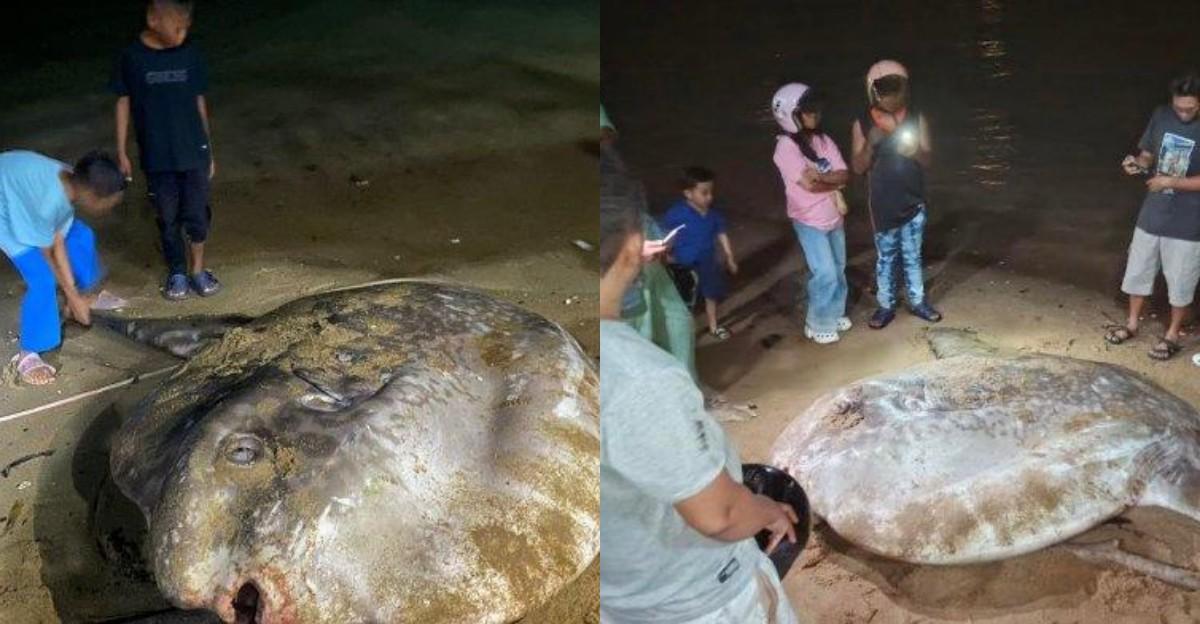 3 Fakta Ikan Mola-Mola Terdampar di Objek Wisata Tangga 2000 Kota Gorontalo, Dilarang Dikonsumsi