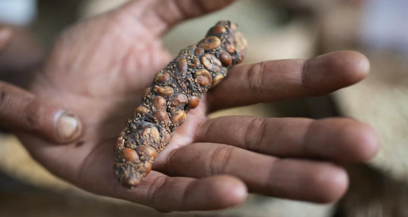 KOPI-LUWAK-Kopi-termahal-di-dunia-keluar-dari-perut-hewan-bernama-Luwak.jpg
