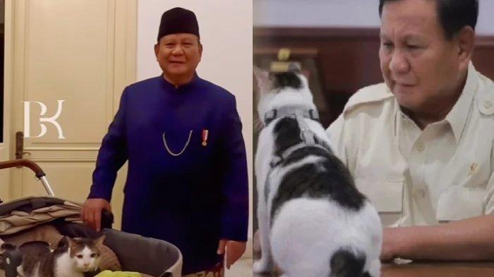 Tahu Bobby Kertanegara? Kucing Prabowo yang Dikawal Paspamcing, Bajunya Terjual Rp12 Juta
