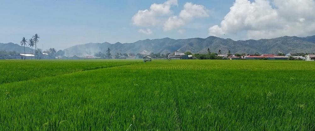 Lahan-sawah-di-Kota-Tengah-Kota-Gorontalo.jpg