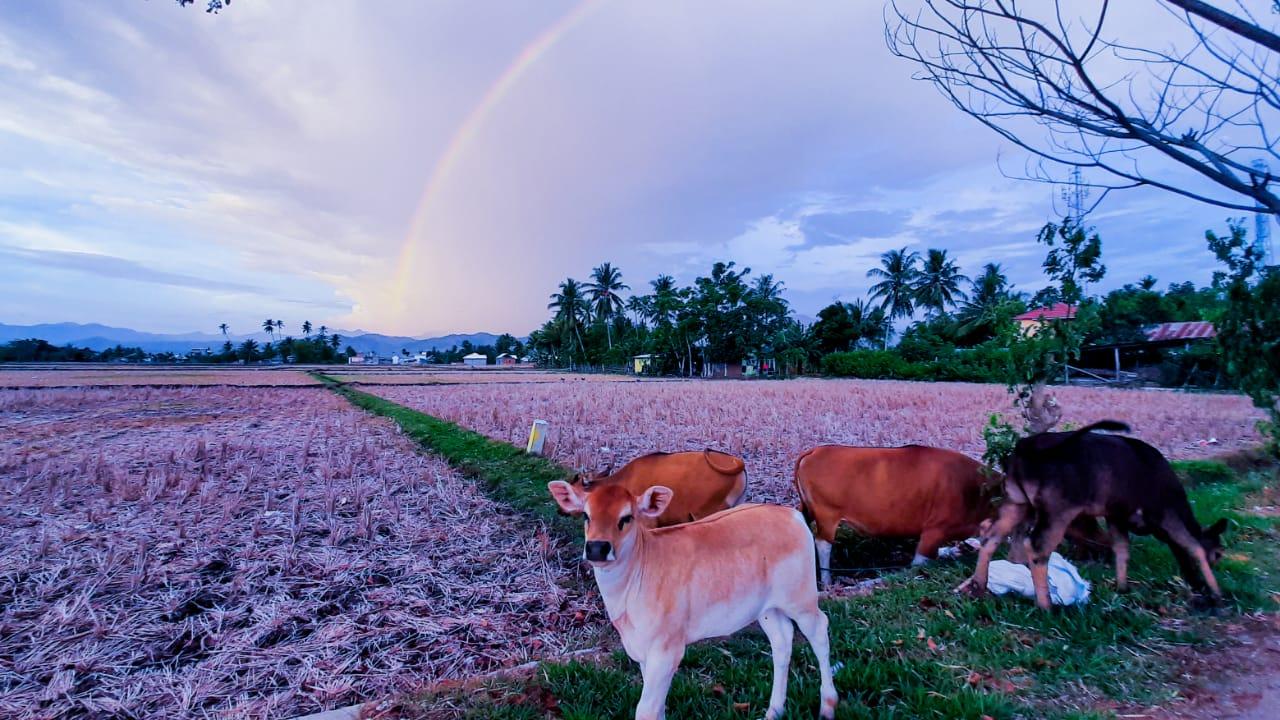Masjid Agung Pohuwato Siapkan 3 Sapi untuk Dikurbankan pada Idul Adha Nanti