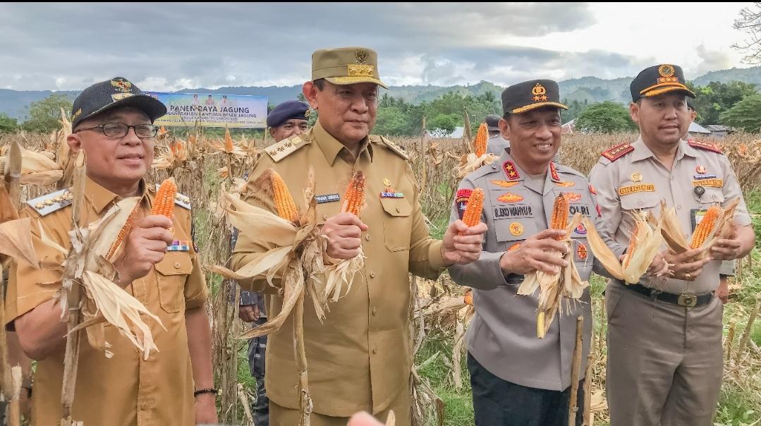Panen-jagung-di-Desa-Tabongo-Timur.jpg