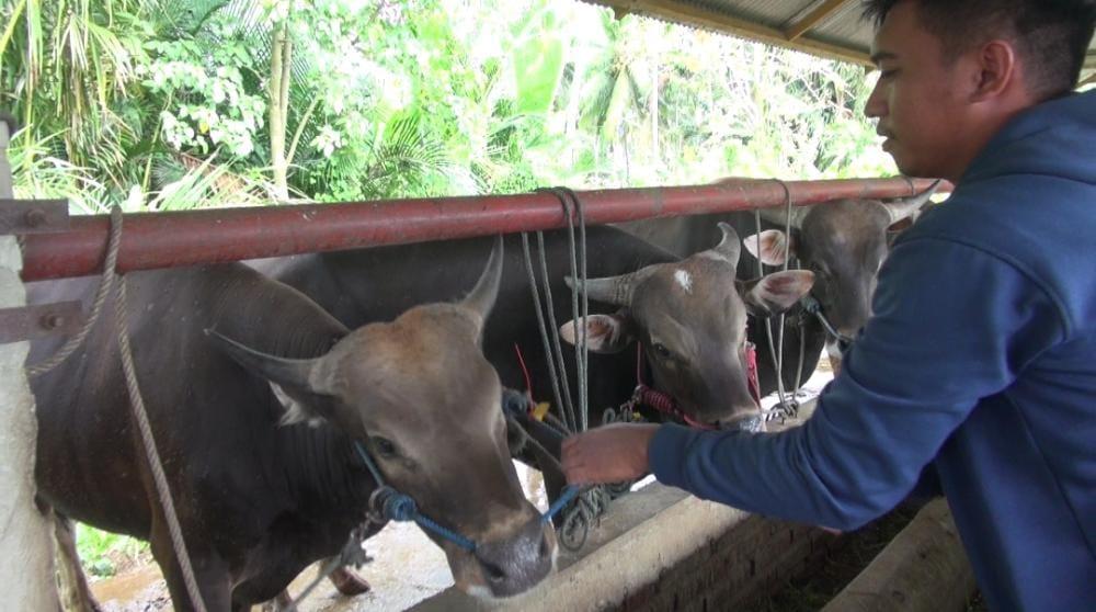 Peternak-Sapi-di-Biyonga-Kabupaten-Gorontalo.jpg
