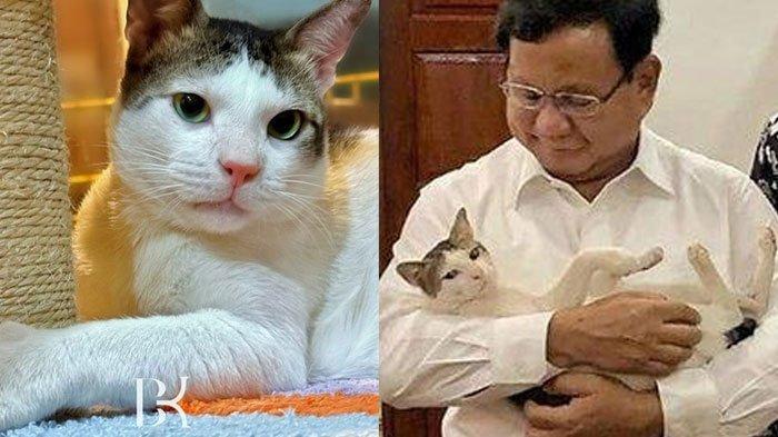 4 Fakta Bobby Kertanegara: Berawal dari Kucing Kampung Kini Jadi Penguasa Istana Merdeka