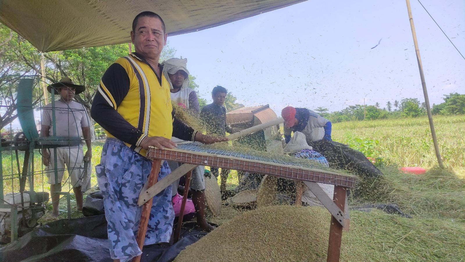 Dampak Musim Kemarau, Petani Bone Bolango Gorontalo Resah Produksi Beras Turun