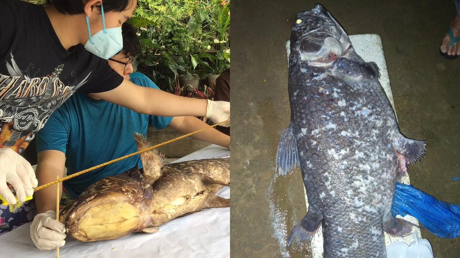 Tim-peneliti-dari-Unsrat-manado-mendatangi-lokasi-Coelacanth.jpg