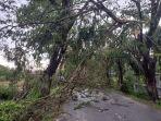 030422-Pohon-tumbang.jpg