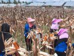 2582023_Jagung.jpg
