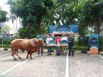 2962023_Sapi-Kurban_Telkomsel.jpg