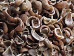 HARGA-KOPRA-Kopra-di-Sulawesi-Utara-tembus-harga-hingga-angka-Rp-20-ribu.jpg