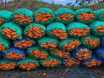 Jagung-di-Desa-Saritani-Kabupaten-Boalemo-Gorontalo.jpg