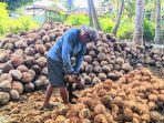 Petani Kopra Gorontalo Sumringah Berkat Harga Kopra Naik Signifikan hingga Rp20 Ribu/Kg