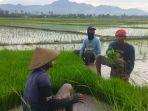 Petani-saat-mempersiapkan-bibit-padi-dengan-gembira.jpg