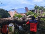 Pohon-Tumbang.jpg