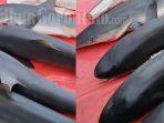 Potret-ikan-yang-diduga-hiu-karang-abu-abu.jpg