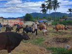 SAPI-KURBAN-Kondisi-Sapi-Kurban-di-perbatasan-Bone-Bolango-dan-Kota-Gorontalo.jpg