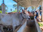 jadi-daerah-dengan-stok-ternak-sapi-terbanyak-Se-Provinsi-Gorontalo.jpg