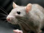 kencing-tikus.jpg
