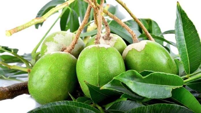 5 Manfaat Konsumsi Buah Kedondong Bagi Kesehatan, Kontrol Kadar Kolesterol hingga Cegah Penuaan Dini