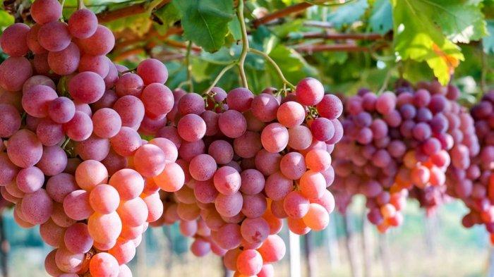Pemilik Kadar Gula Darah Tinggi Hati-hati Konsumsi Buah Ini, Bisa Berbahaya bagi Pasien Diabetes