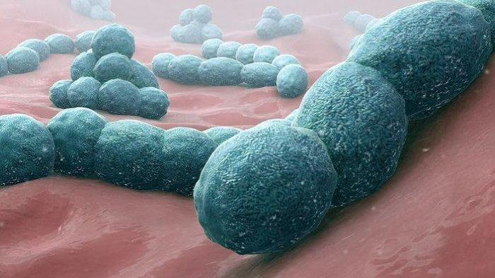 Bakteri Streptococcus Biang Berbagai Penyakit, Ini Cara Cegah Picu Masalah pada Tubuh