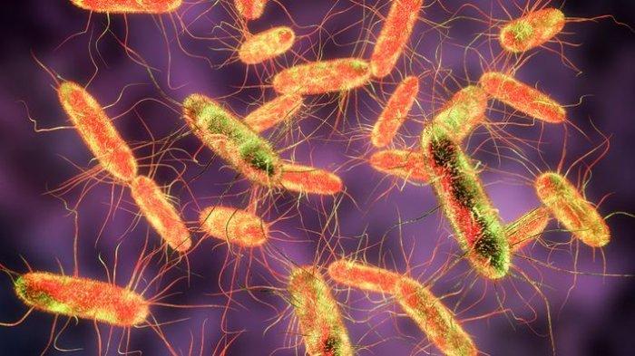 ilustrasi bakteri salmonella penyebab keracunan makanan