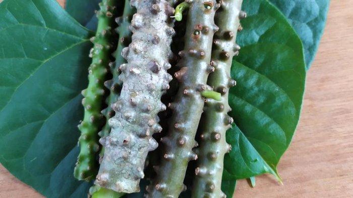 manfaat brotowali untuk kesehatan