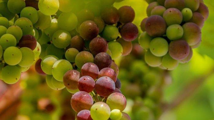 ilustrasi buah anggur, berikut ini fakta kesehatan mengenai buah anggur