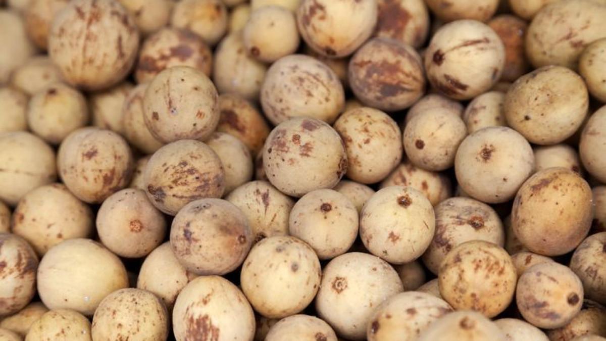 buah duku 1