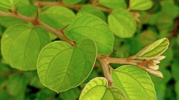 Turunkan Kolesterol dengan Daun Bidara, Apa Saja Manfaat Lainnya?