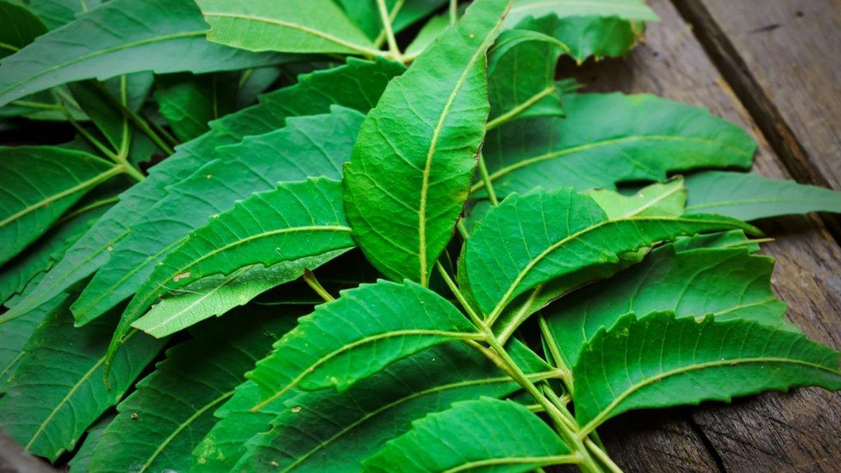 daun nimba